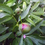 Peony_colouring_bud