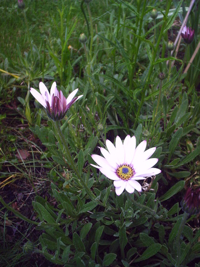 livingstone_daisy.jpg