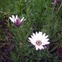 Livingstone_daisy