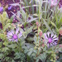 Front_cornflower