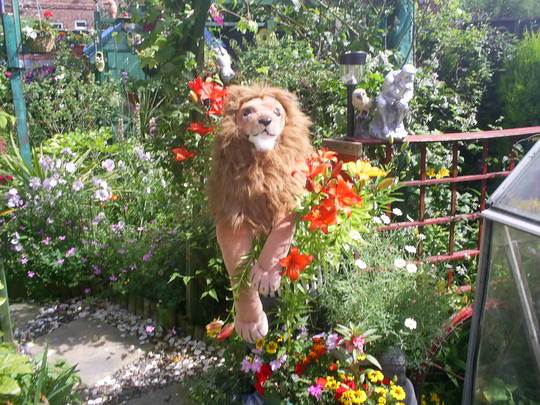dandie the lion