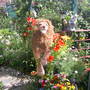 Garden_pics_2007_061