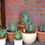 aloe variegata (Aloe variegata (Partridge-breasted aloe))