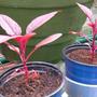 Love_lies_bleeding