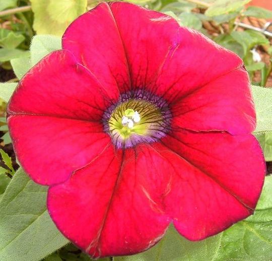 Surfina Petunia 