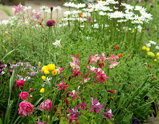 raised bed in the front garden