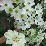 Early_sensation___guernsey_cream_2