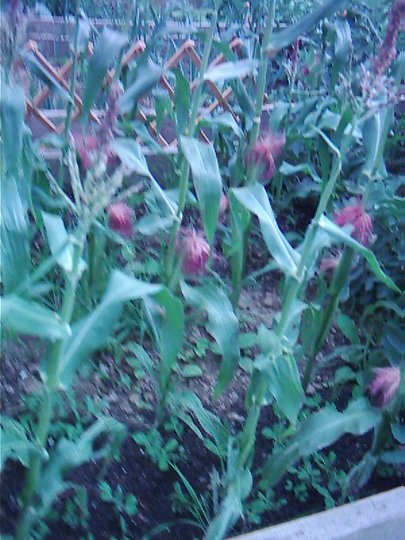 Sweetcorn