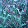 Garden_photo_s_158