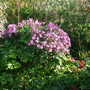 Geranium_maderense__4_