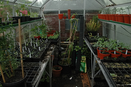 in the greenhouse