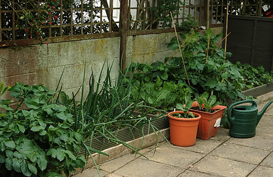 me veggies