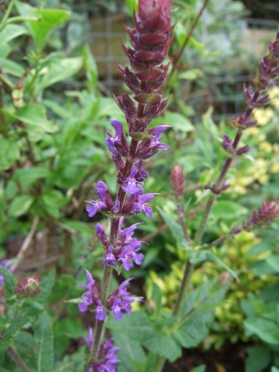Salvia in flower. (Salvia nemerosa)