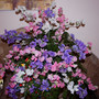 Sweet_peas_02