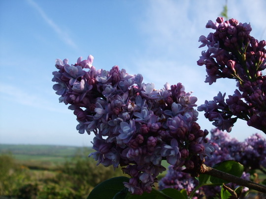 lilas