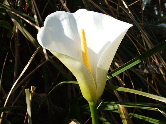arum lily (Zantedeschia aethiopica (Arum lily))