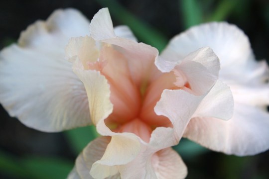 A garden flower photo