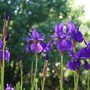 Vegetable_garden_015