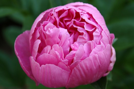 A garden flower photo