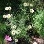 Anthemis_sauce_hollandaise