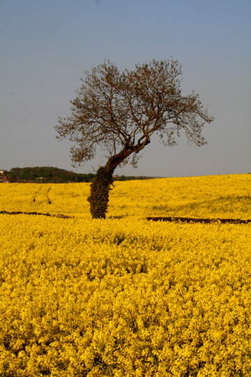 A garden flower photo