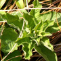 16_copy