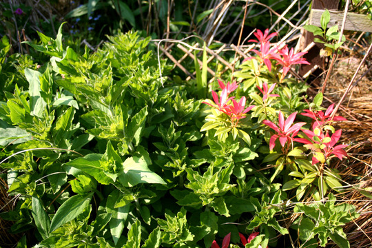 A garden flower photo