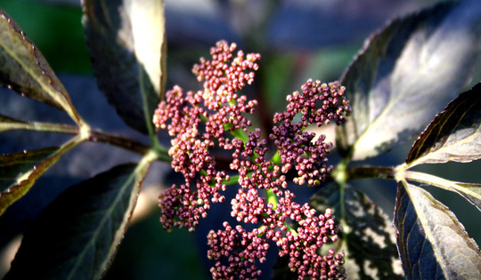 A garden flower photo