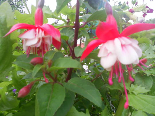 fuchsia snowburner