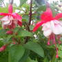 Garden_pics_2007_106