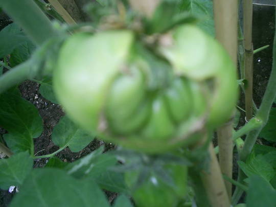 tomato growing inside a tomato  ,strange or what? 