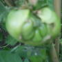 Garden_pics_2007_108
