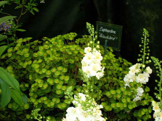 Malvern Spring Show 2008