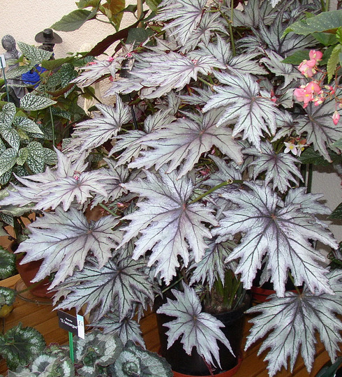Begonia Conny Boswell