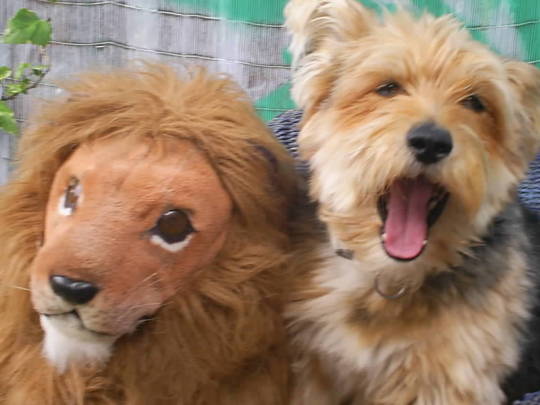 my dog lucky roaring like a lion,