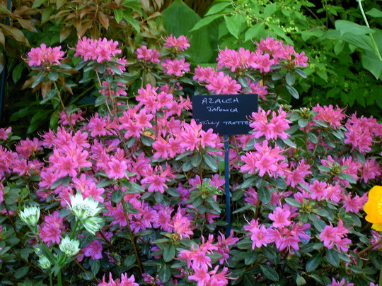 Malvern Spring Show 2008