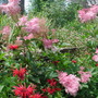 Flowers_hestercombe