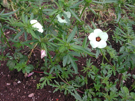 Unknown flower at Hestercombe