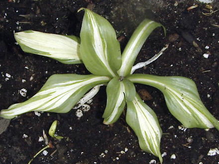 Hosta grown from rootstalk, unknown cultivar (Hosta)
