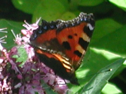 Butterfly on the origanum (Origanum vulgare)