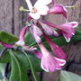 2008-05-10_dropmore_scarlet_bloom