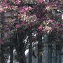 2008-05-10_homes_in_the_blossom