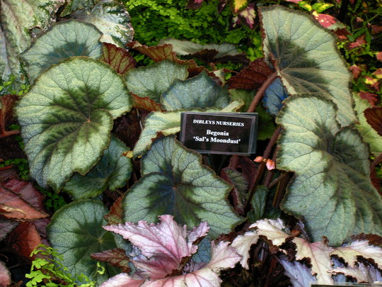 Malvern Spring Show 2008