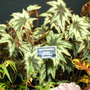 2008_shows_053