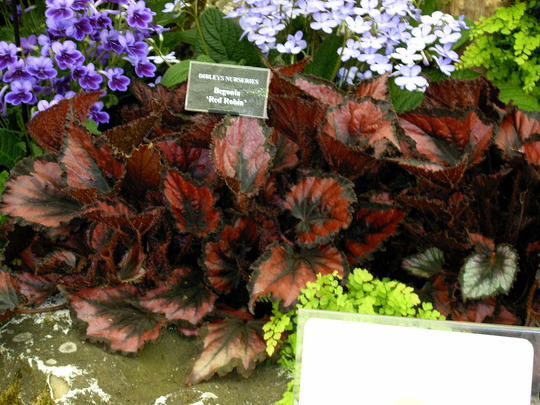 Malvern Spring Show 2008