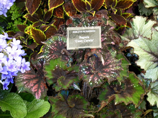 Malvern Spring Show 2008