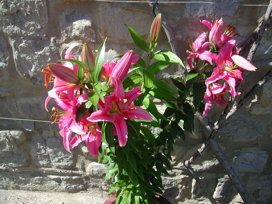 Lily 'Miami' (Lilium)
