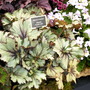 2008_shows_061
