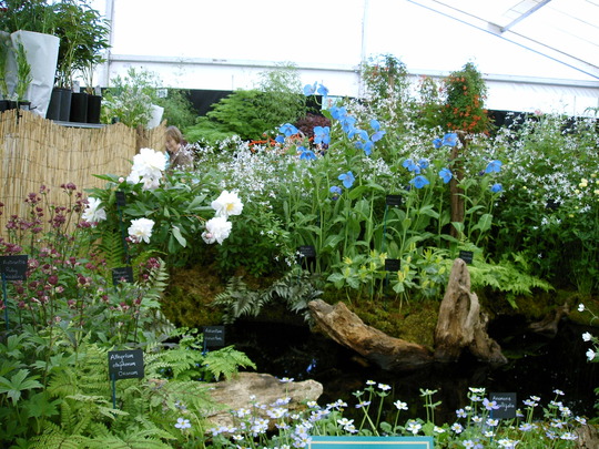 Malvern Spring Show 2008