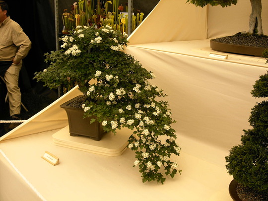 Malvern Spring Show 2008
